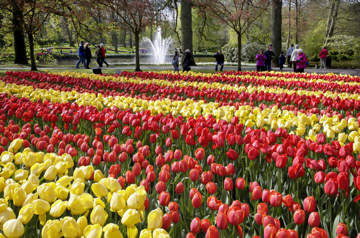 Keukenhof  – Zahrada holandských tulipánů